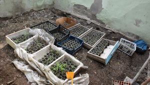 Jandarmadan 4 ilçede uyuşturucuya darbe