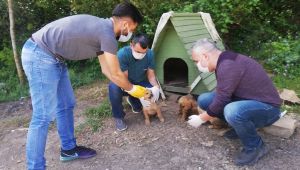 Kısıtlamada sokak hayvanları beslendi