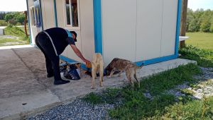 Kısıtlamada sokak hayvanları unutulmadı