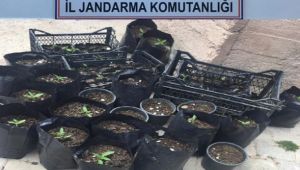 Kocaeli’de 157 kök kenevir ele geçirildi