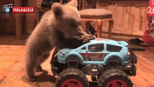 Kocaeli'de yavru ayı şehre indi