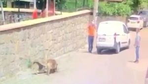 Köpeği ezip ölümüne sebep olan şahsa ceza kesildi