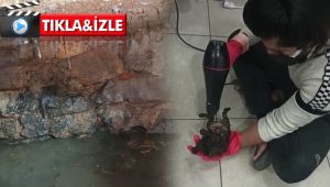Kurtarılan kediyi, saç kurutma makinesiyle kuruttular