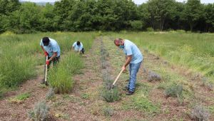 Lavantalar çiçek açmaya başladı