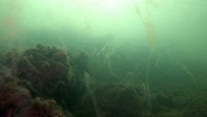 Marmara Denizi'nden kötü haber!