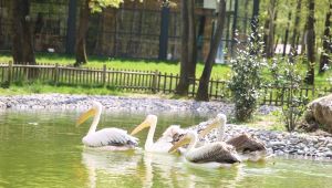 Ormanya’nın yeni sakinleri ‘’Pelikanlar’’ oldu