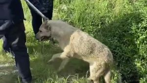 Sesin geldiği çalıları kaldırınca rögara düşen köpeği fark ettiler