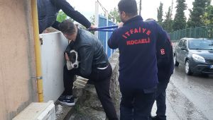 Şimşek korkusuyla kaçarken demir parmaklıklara sıkıştı