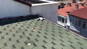 Yaralı martı 5 katlı binanın çatısından kurtarıldı