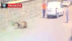 Yolda yatan köpeğin üzerinden aracıyla geçti