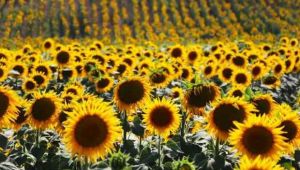 Ayçiçek yağında fiyat uyarısı