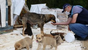 Büyükşehir'den patili dostlarımıza haftalık 1,5 ton mama