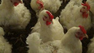 Dünyada ilk vaka! İlk kez bir insanda tespit edildi