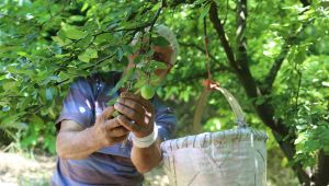 Erik fiyatı, tarladan tezgaha el yakıyor!