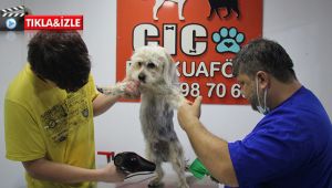 Evcil hayvanlar pet kuaföründe bakıma giriyor