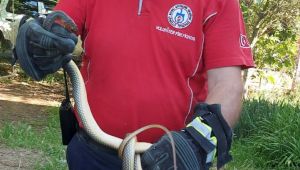 Gebze'de eve giren yılanı itfaiye yakaladı