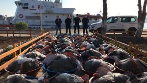 Kaçak avlanan 3 ton kalkan balığına el konuldu