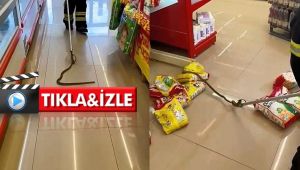 Kocaeli'de market raflarının arasından yılan çıktı