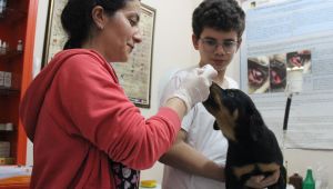 Kocaelili veterinere şaşırtan soru