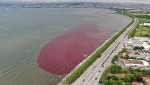 Körfezi kırmızıya bürüyen o firmaya mühür vuruldu