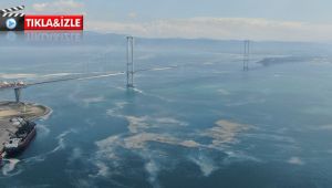 Osmangazi Köprüsü’nü deniz salyası sardı!