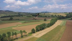 Sevindikli’yi mesken tutan leylekler hayran bıraktı