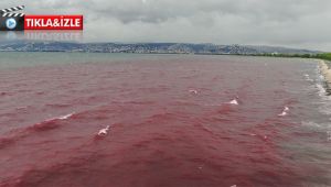 Sorumsuzlar İzmit Körfezi’ne kan kusturdu