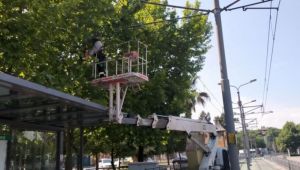 Tramvay hattına zarar verebilecek dallar budandı