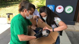 Yaralı kargaya ilk müdahaleyi yapıp elleriyle beslediler