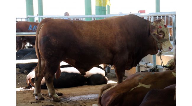 1 ton 200 kiloluk kurbanlık alıcısını buldu