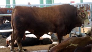 1 ton 200 kiloluk kurbanlık alıcısını buldu