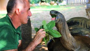 101 yaşındaki kaplumbağaya evladı gibi bakıyor