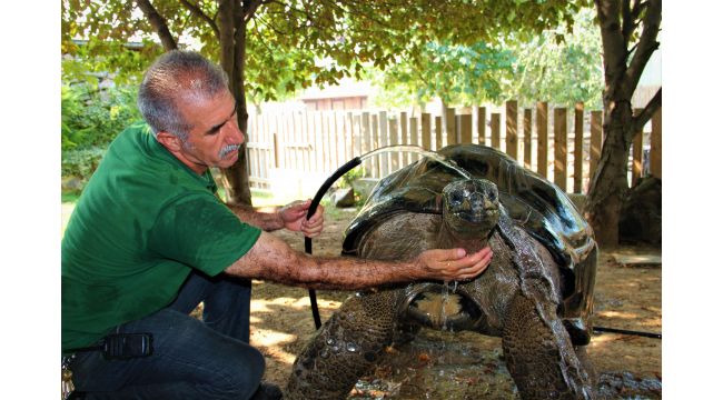 101 yaşındaki kaplumbağa hortumla serinliyor