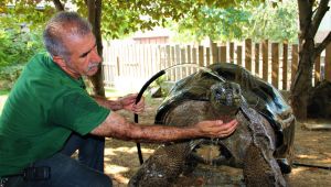 101 yaşındaki kaplumbağa hortumla serinliyor