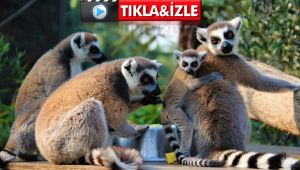 Ağaçların kesilmesi lemurların türünü yok ediyor