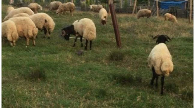Çalıntı kamyonetle 20 koyunu çaldı