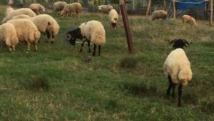 Çalıntı kamyonetle 20 koyunu çaldı