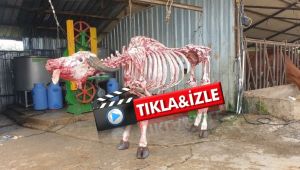 Fenomen olduğu teknikle yeniden iskeletini bozmadan kurbanlığını kesti