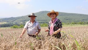 İzmit’te ekilen yerel buğdayların hasadı yapıldı