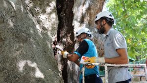 İzmit’teki asırlık Çınar ağacının bakımı yapılıyor