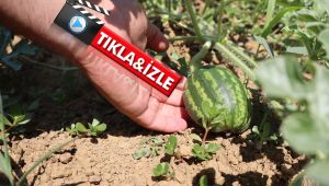 Kandıra karpuzu coğrafi işaret aldı