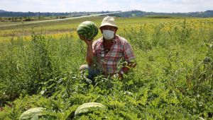 Kandıra karpuzu tescillendi