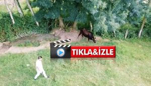 Kesilmekten son anda kurtuldu ama drone'den kaçamadı