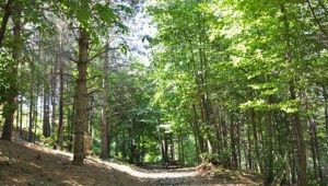 Kocaeli’de ormanlık alanlara girmek yasaklandı