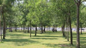 Kocaeli'de sıcaklık 40 dereceyi aştı