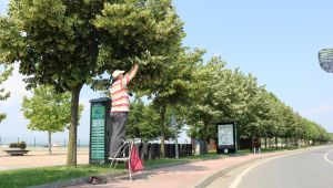 Kocaeli sokaklarını ıhlamur kokusu sardı