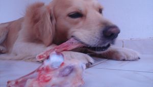 Kurban’da çöpe sakatat atmayın!