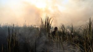 Sazlık alandaki yangın ekipleri harekete geçirdi