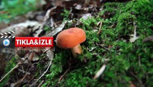 Türü az bulunan bu mantara paha biçilemiyor