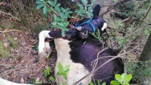 Uçuruma yuvarlanan büyükbaş hayvanı kurtaramayınca, çareyi kesmekte buldular